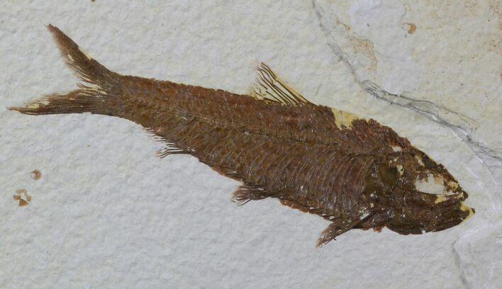 Knightia Fossil Fish - Wyoming #59243